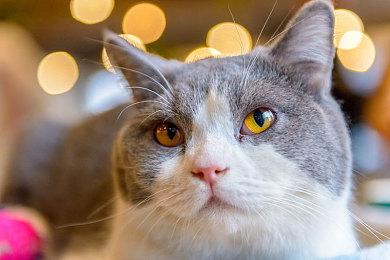 《艾尔登法环》Steam Deck测试：掌机模式表现更佳